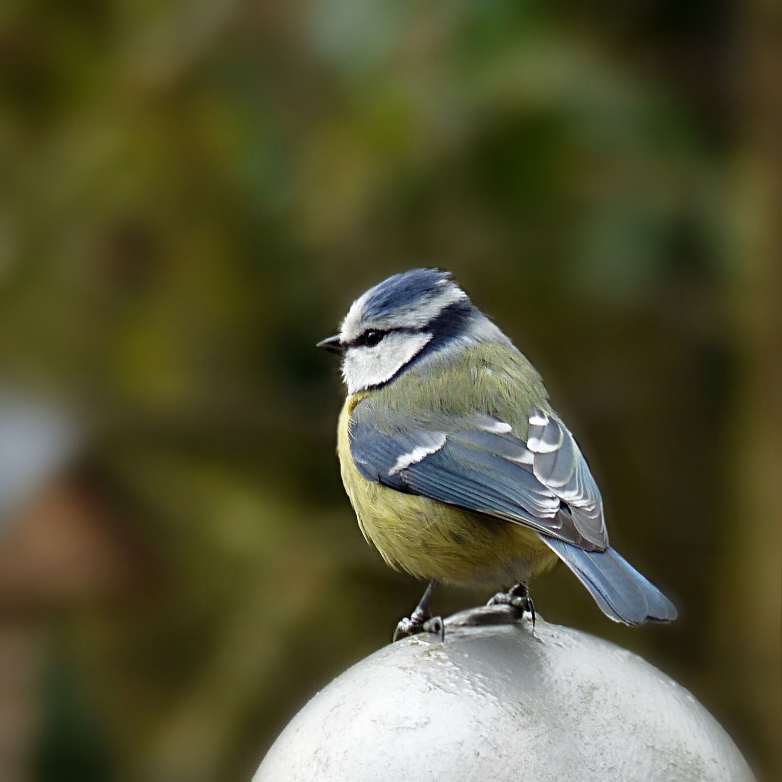 Panasonic Lumix DMC-FZ200 sample photo. Nature, animal, bird photography