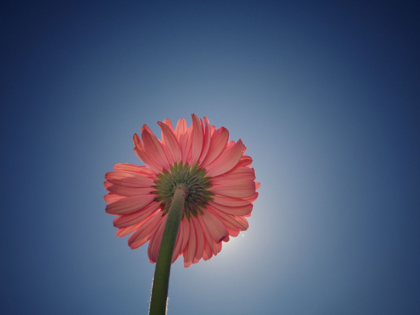 Sony Cyber-shot DSC-W830 sample photo. Flower, sky, flowers photography
