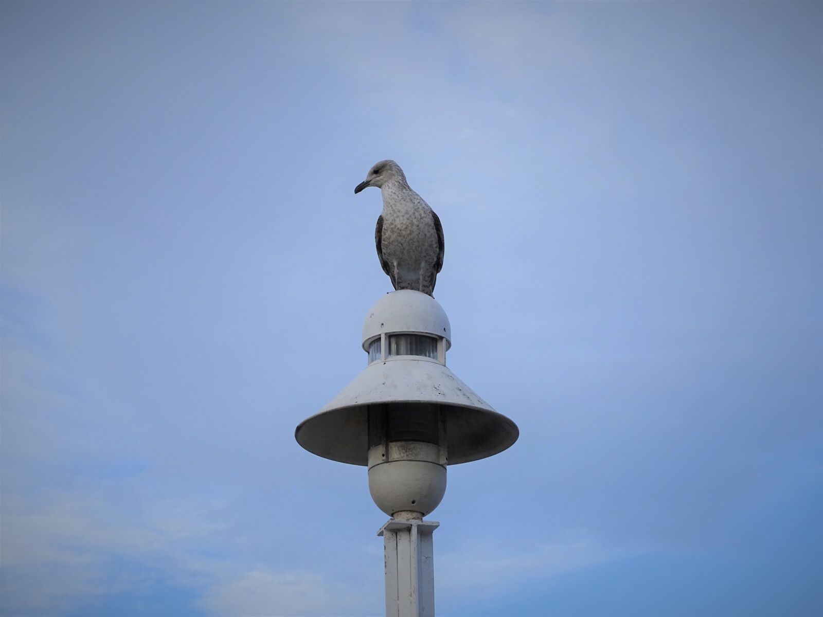 Sony Cyber-shot DSC-HX400V sample photo. Ave, dark sky, seagull photography