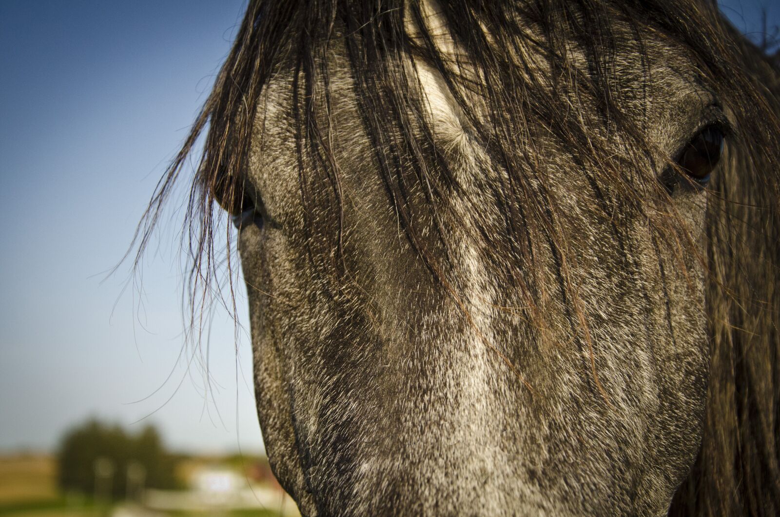 Nikon D7000 sample photo. Horse, pasture, arabian photography