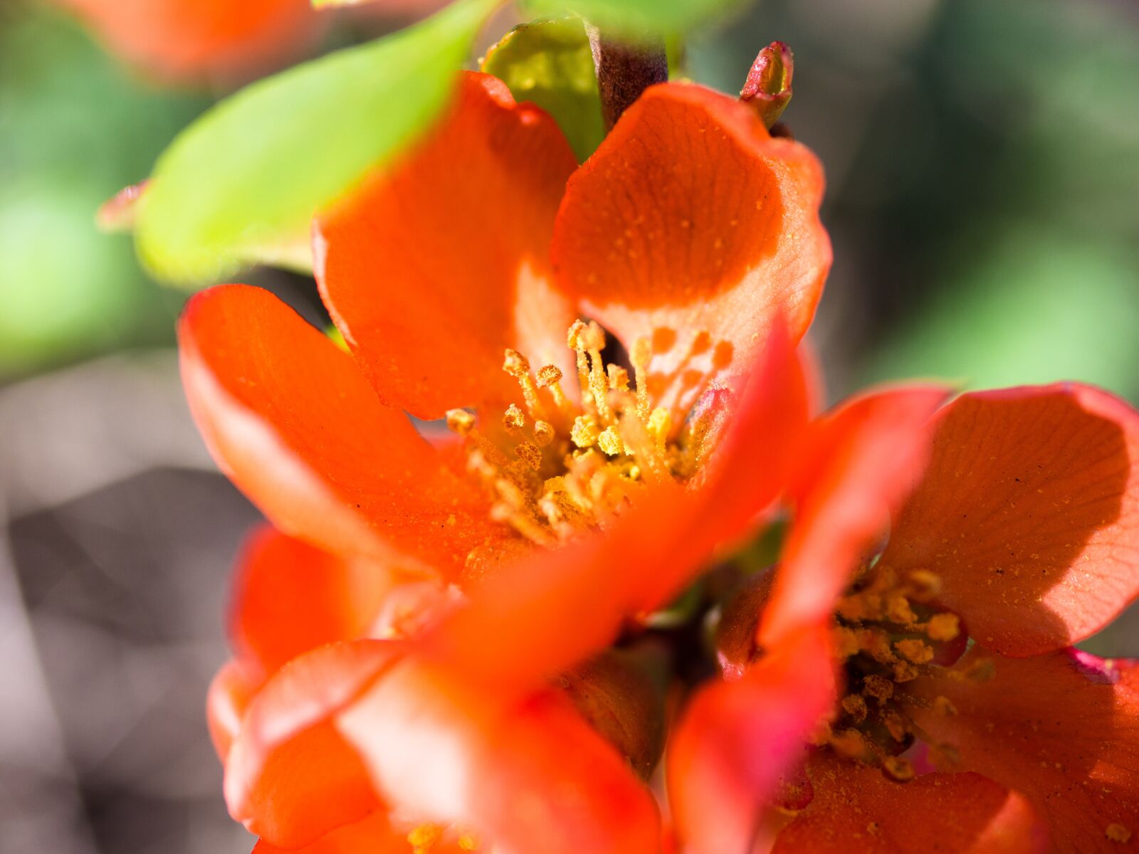 Olympus PEN E-PL9 sample photo. Ornamental quince, bloom, bush photography
