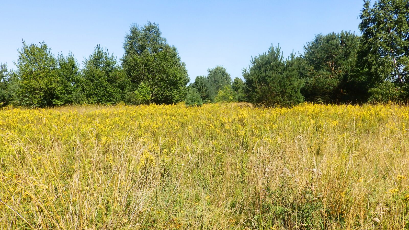 Olympus SP-820UZ sample photo. Meadow, grass, summer photography