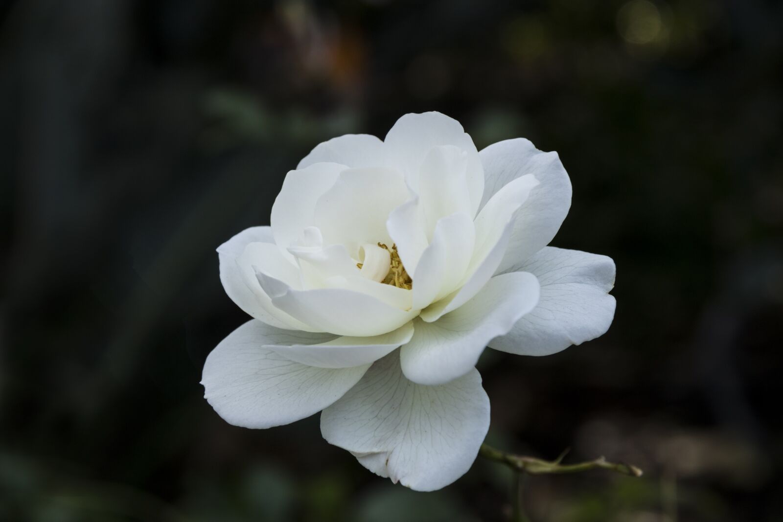 Canon EOS 750D (EOS Rebel T6i / EOS Kiss X8i) sample photo. Flower, nature, flora photography