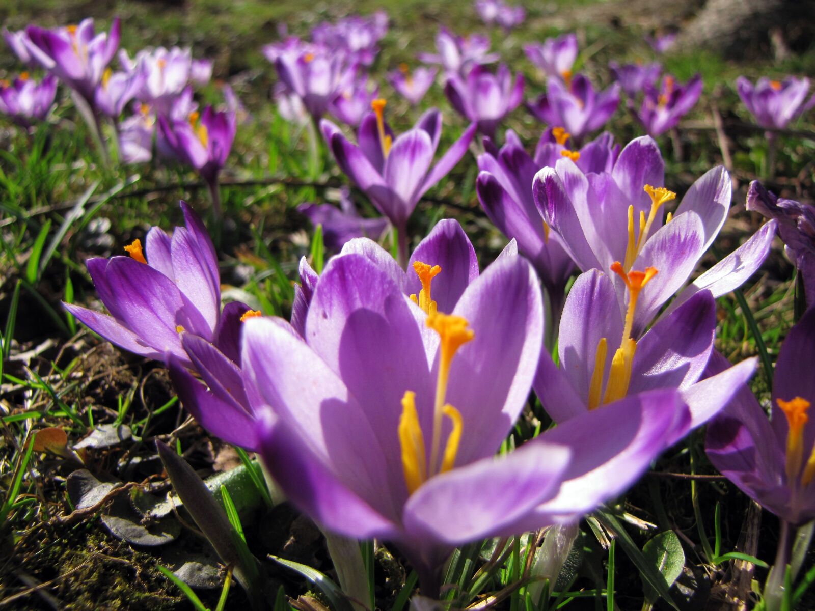 Canon PowerShot SX10 IS sample photo. Crocus, saffron, flower photography
