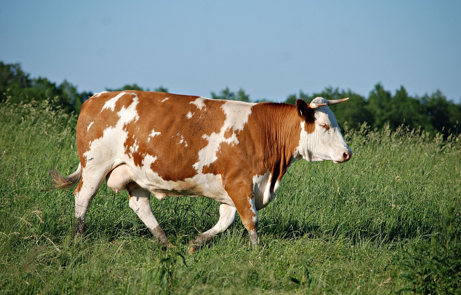 Nikon D80 sample photo. Cow, field, pasture land photography