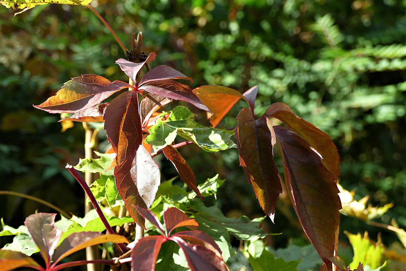 Panasonic Lumix DMC-FZ1000 sample photo. Fall foliage, leaves, fall photography