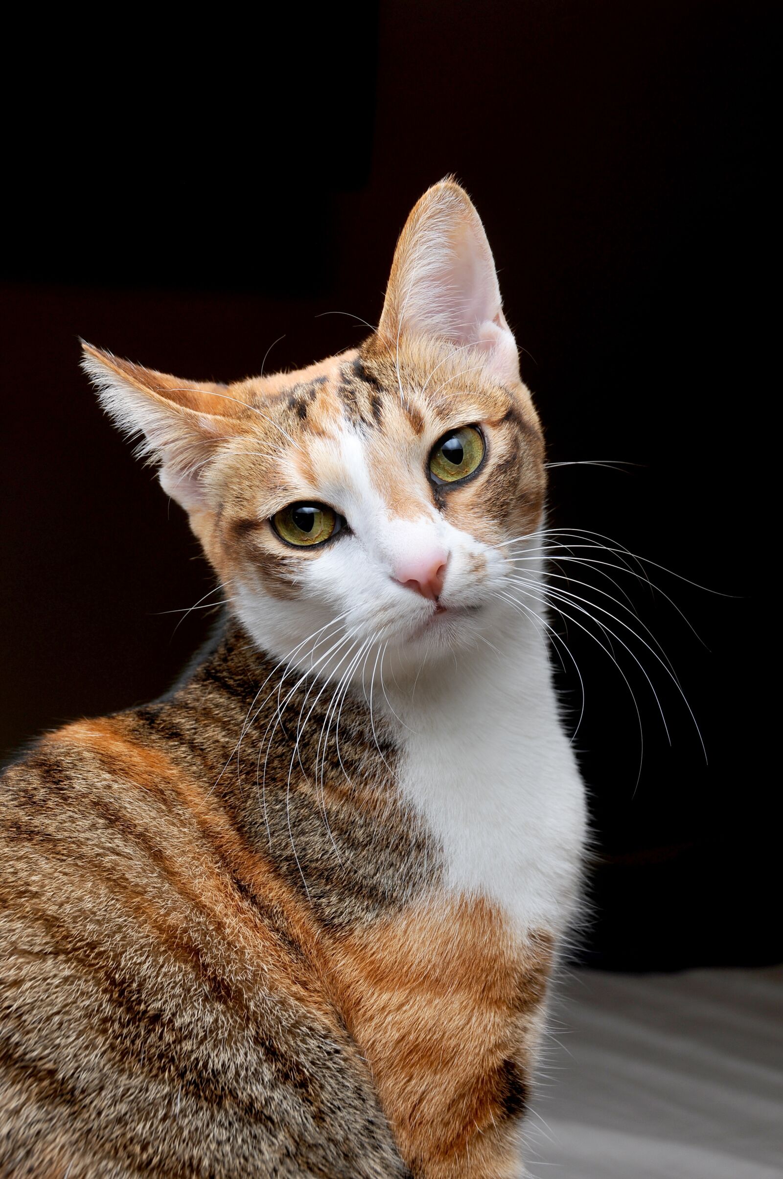 Nikon D300S sample photo. Cat, pet, note reviews photography