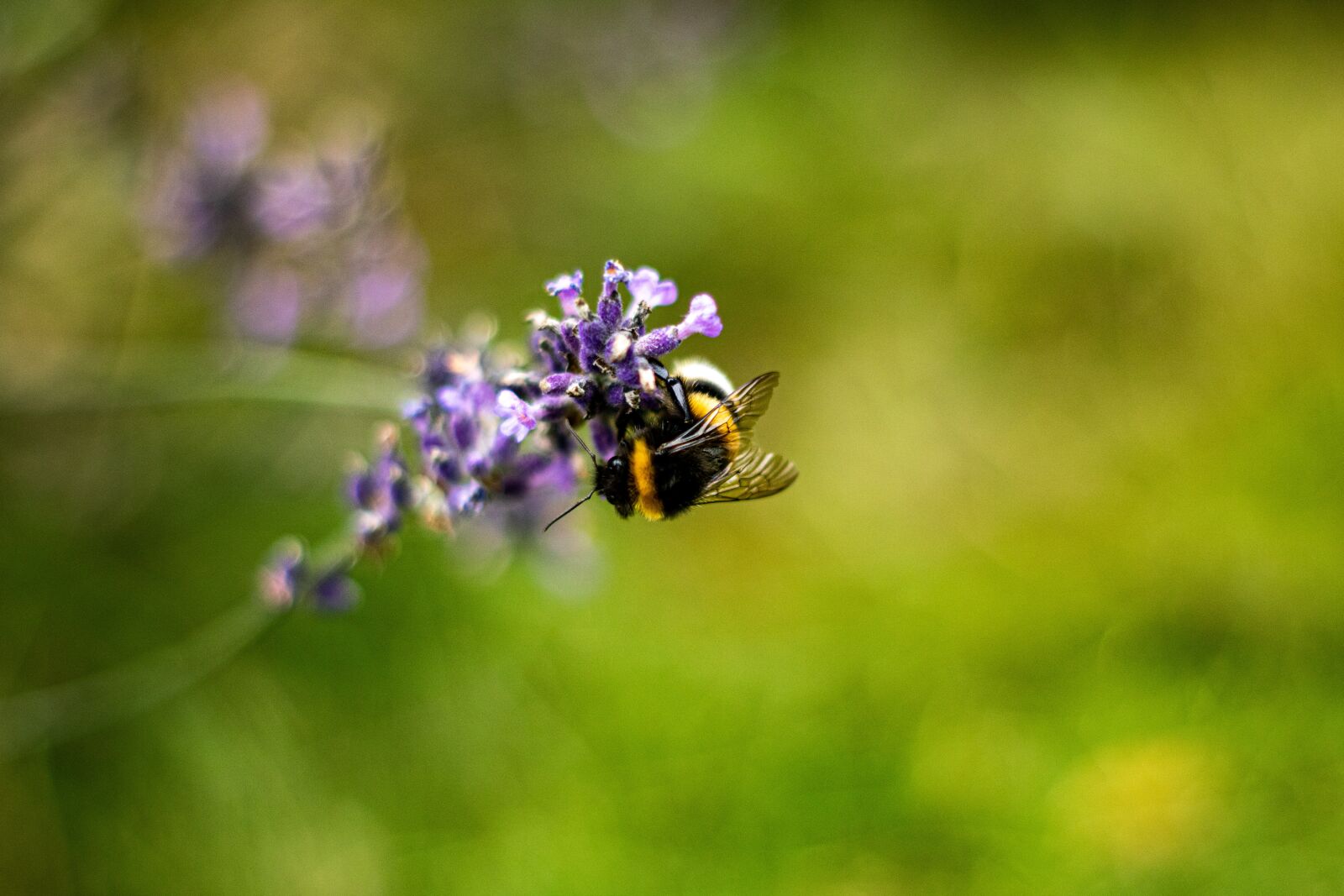 YN50mm f/1.8 II sample photo. Bee, lavender, bumblebee photography