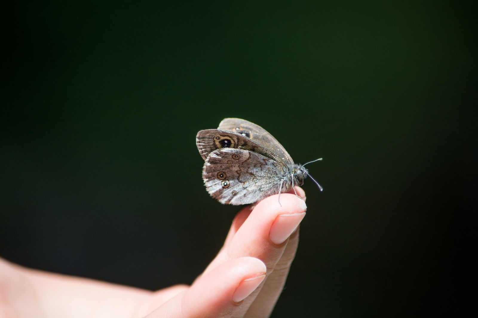 Nikon D7100 sample photo. Wall fox, lasiommata megera photography