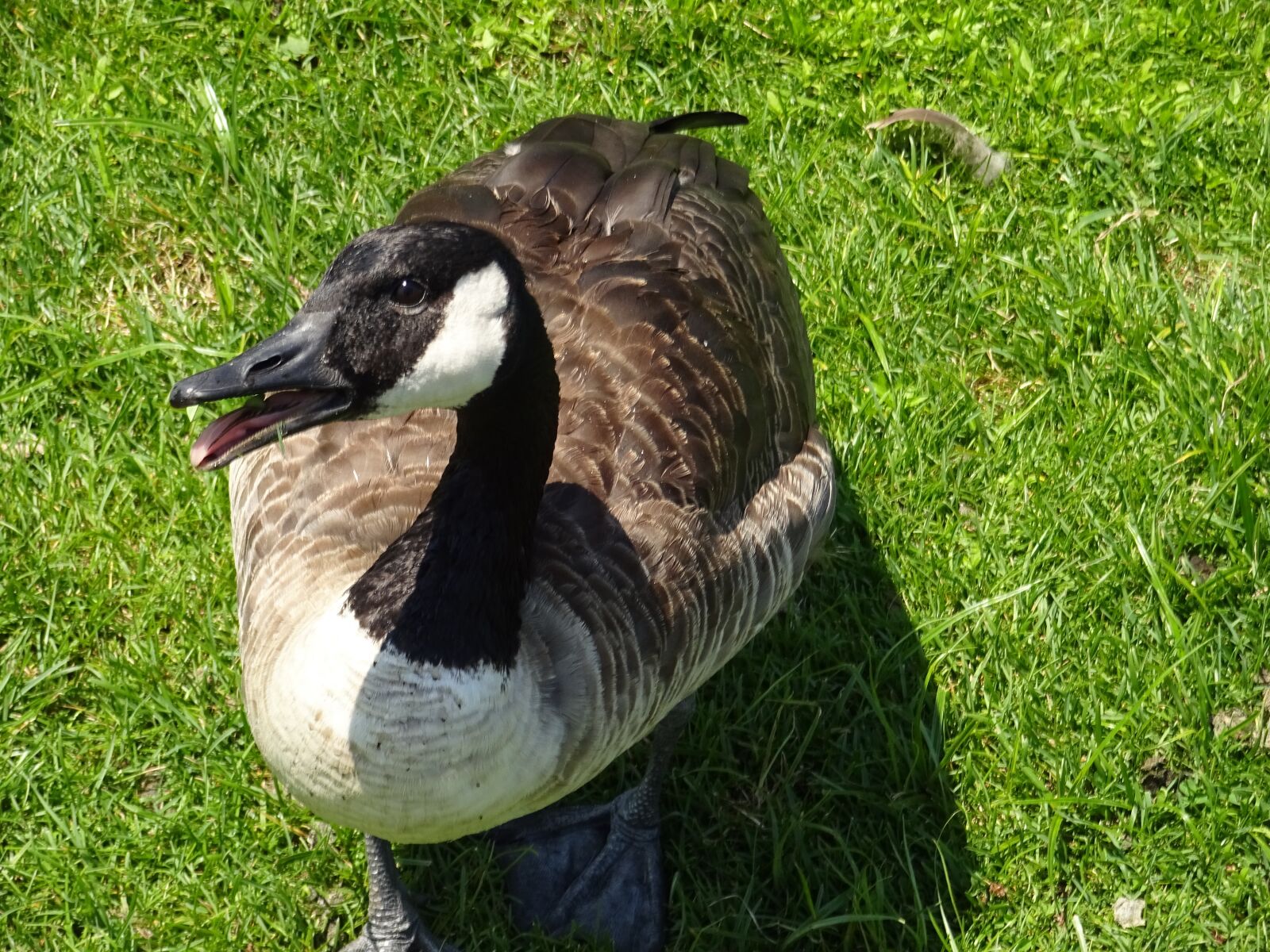Sony Cyber-shot DSC-WX220 sample photo. Duck, grass, nature photography