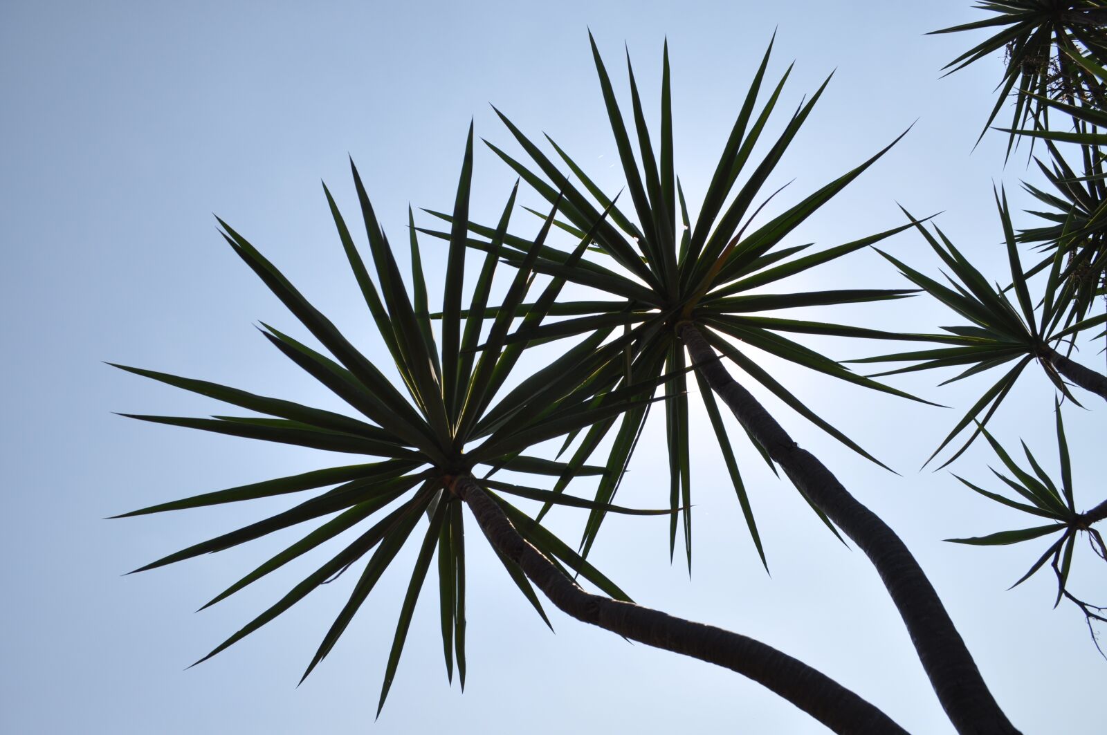 Nikon D5000 sample photo. Trees, sunlight, natural photography