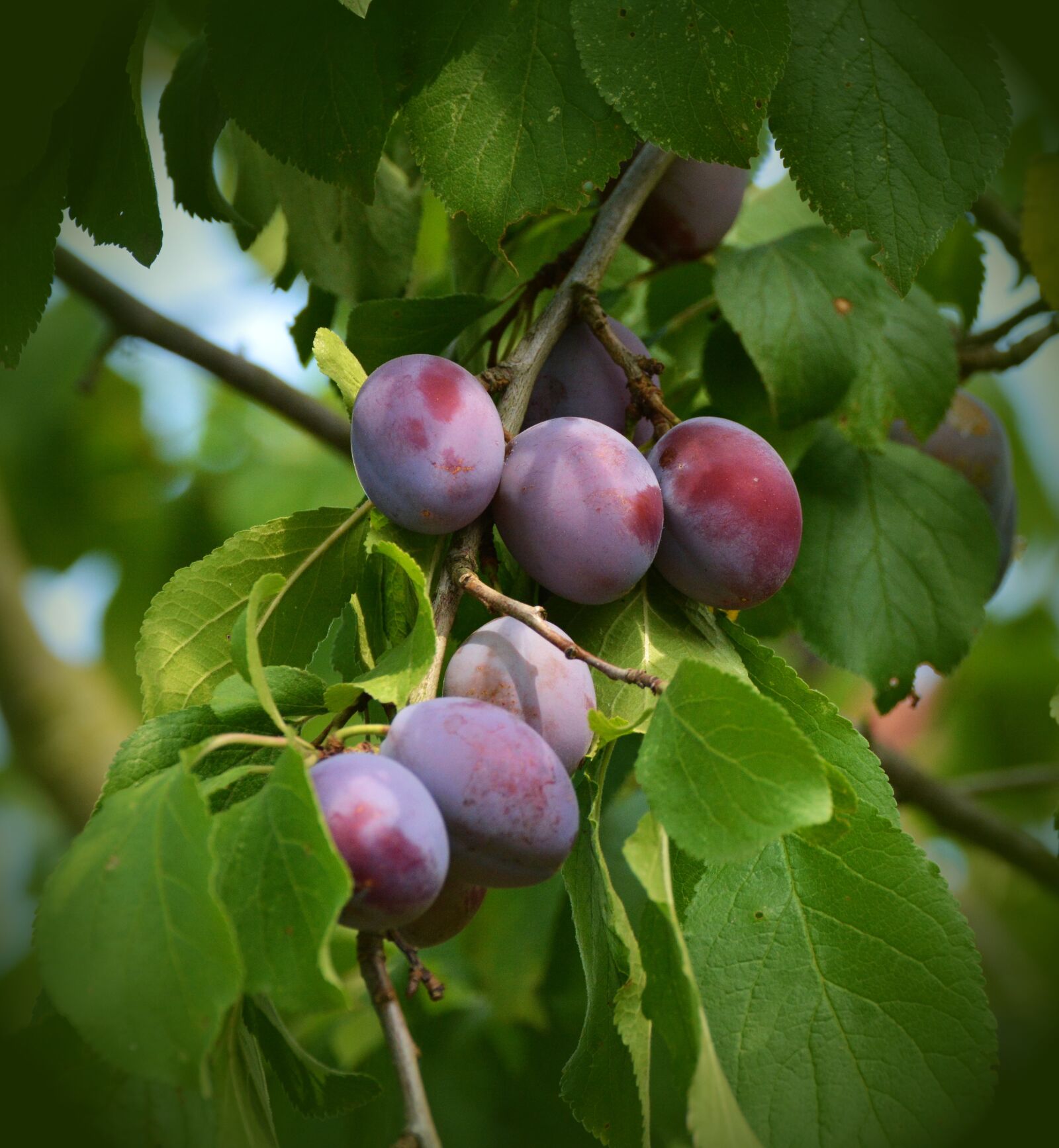 Nikon D5200 sample photo. Plums, plum tree, fruit photography