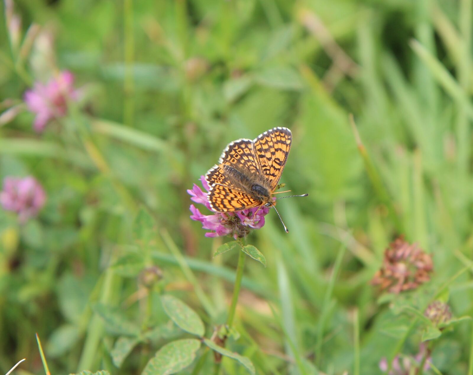 Canon EOS 600D (Rebel EOS T3i / EOS Kiss X5) sample photo. Butterfly, orange butterfly, butterfly photography