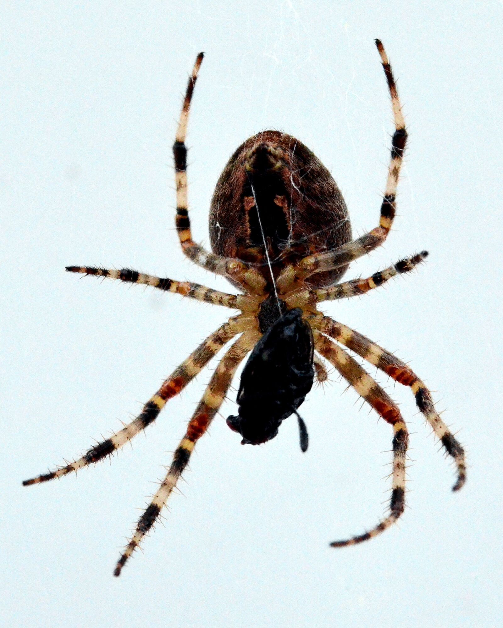 Nikon D5100 sample photo. Spider, in the network photography