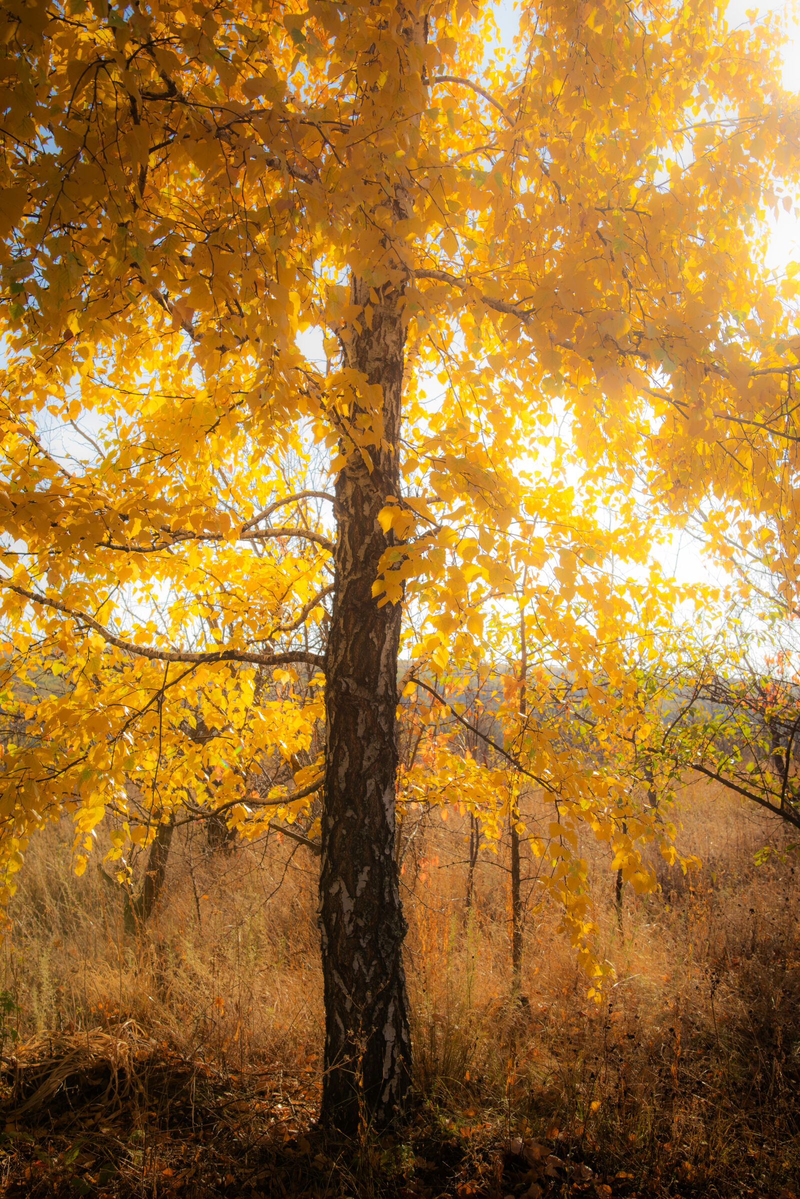 Nikon D750 sample photo