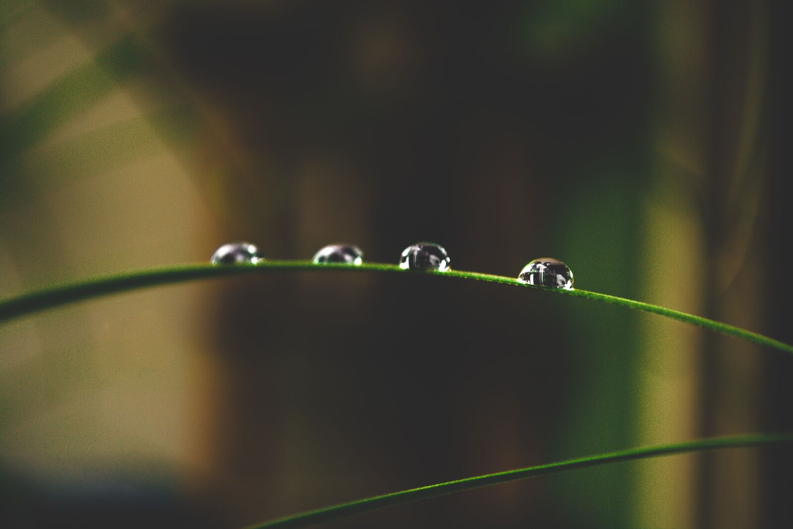 Nikon D5200 sample photo. Drip, blade of grass photography