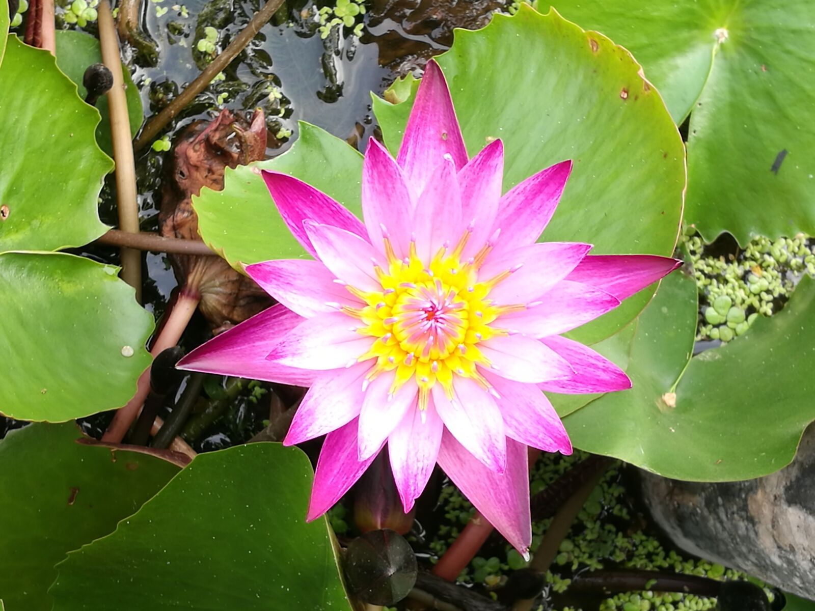 HUAWEI P9 Plus sample photo. Lotus, pink, flower photography