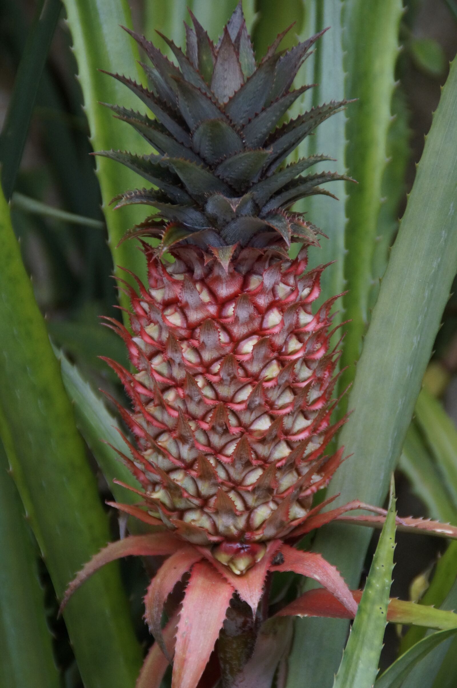 Sony SLT-A58 sample photo. Pineapple, pineapple greenhouse, tropics photography
