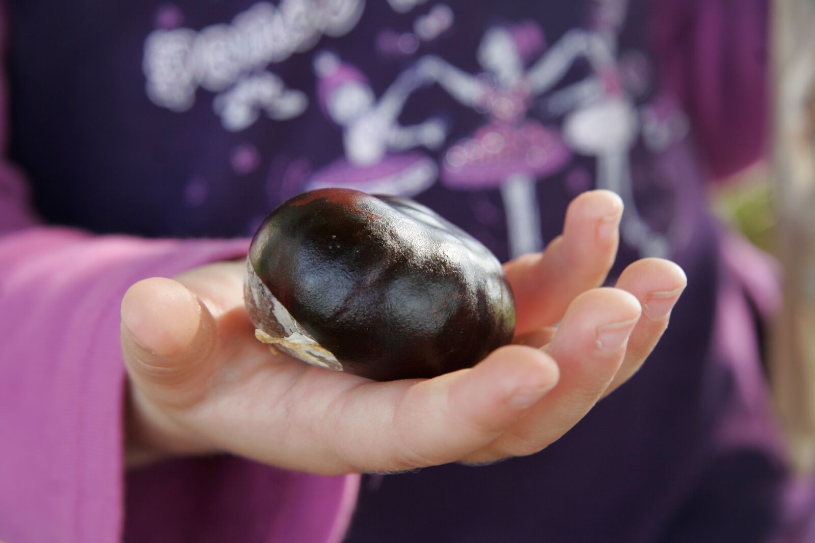 Canon EOS 20D sample photo. Chestnut, hand, autumn fruit photography
