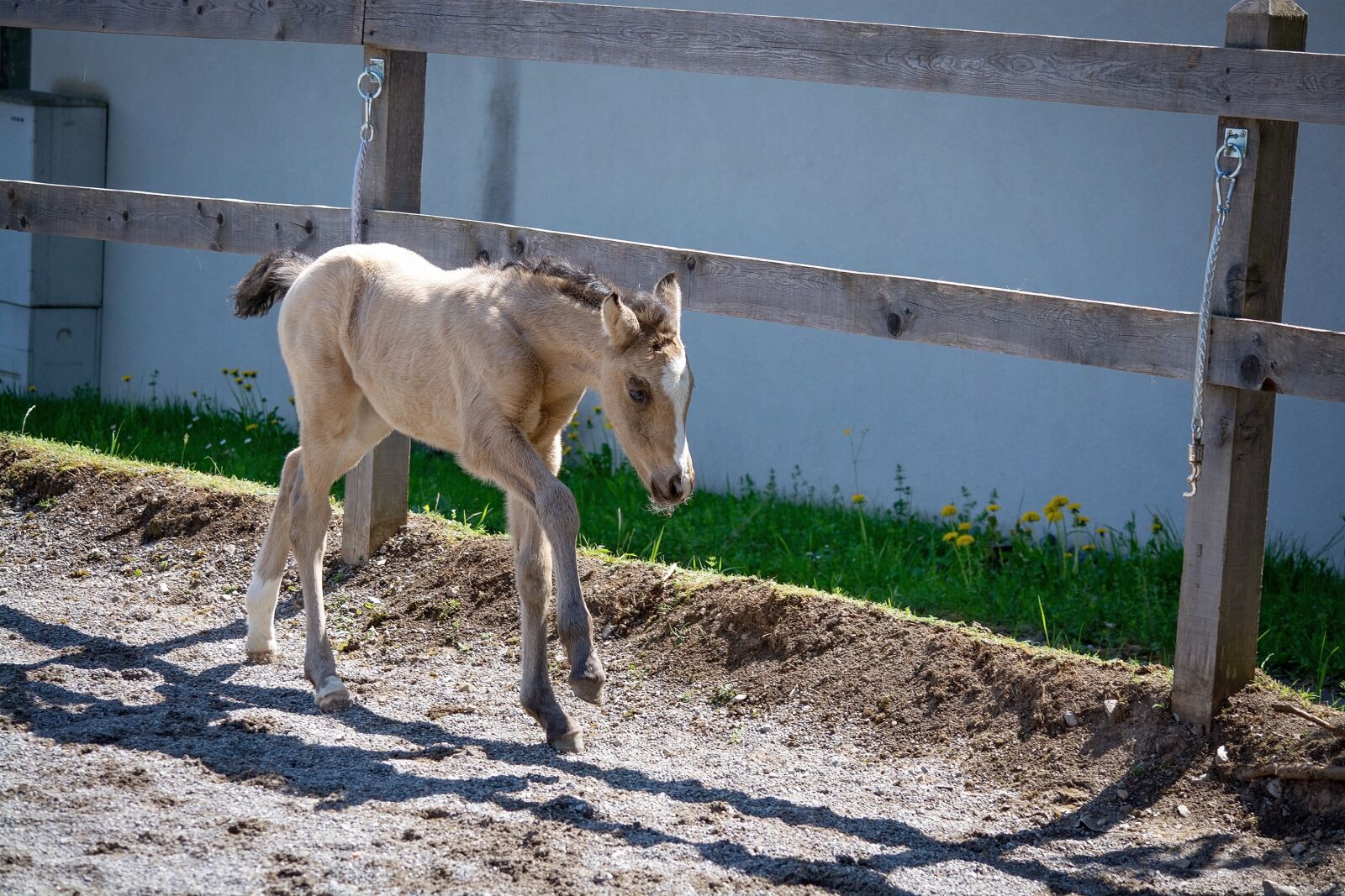 Nikon D7100 sample photo. Foal, horse, pony photography