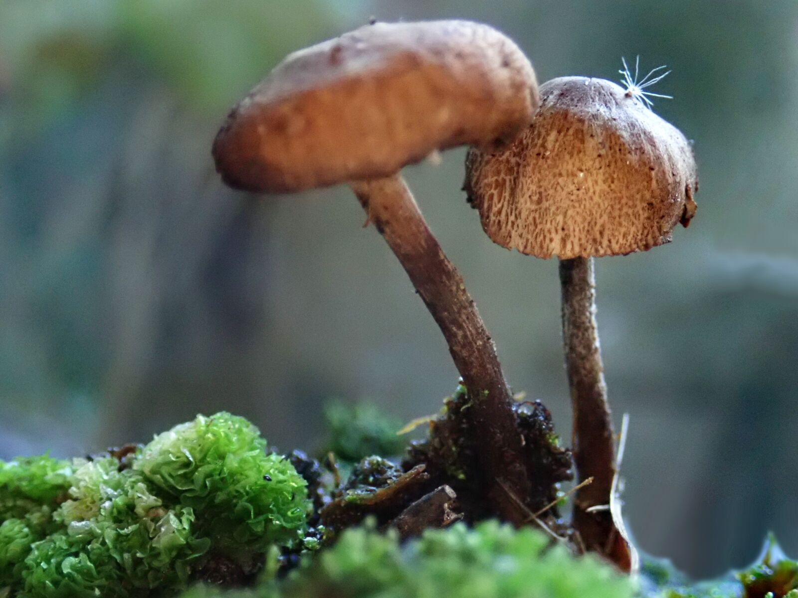 Olympus TG-5 sample photo. Mushrooms, fungi, moss photography