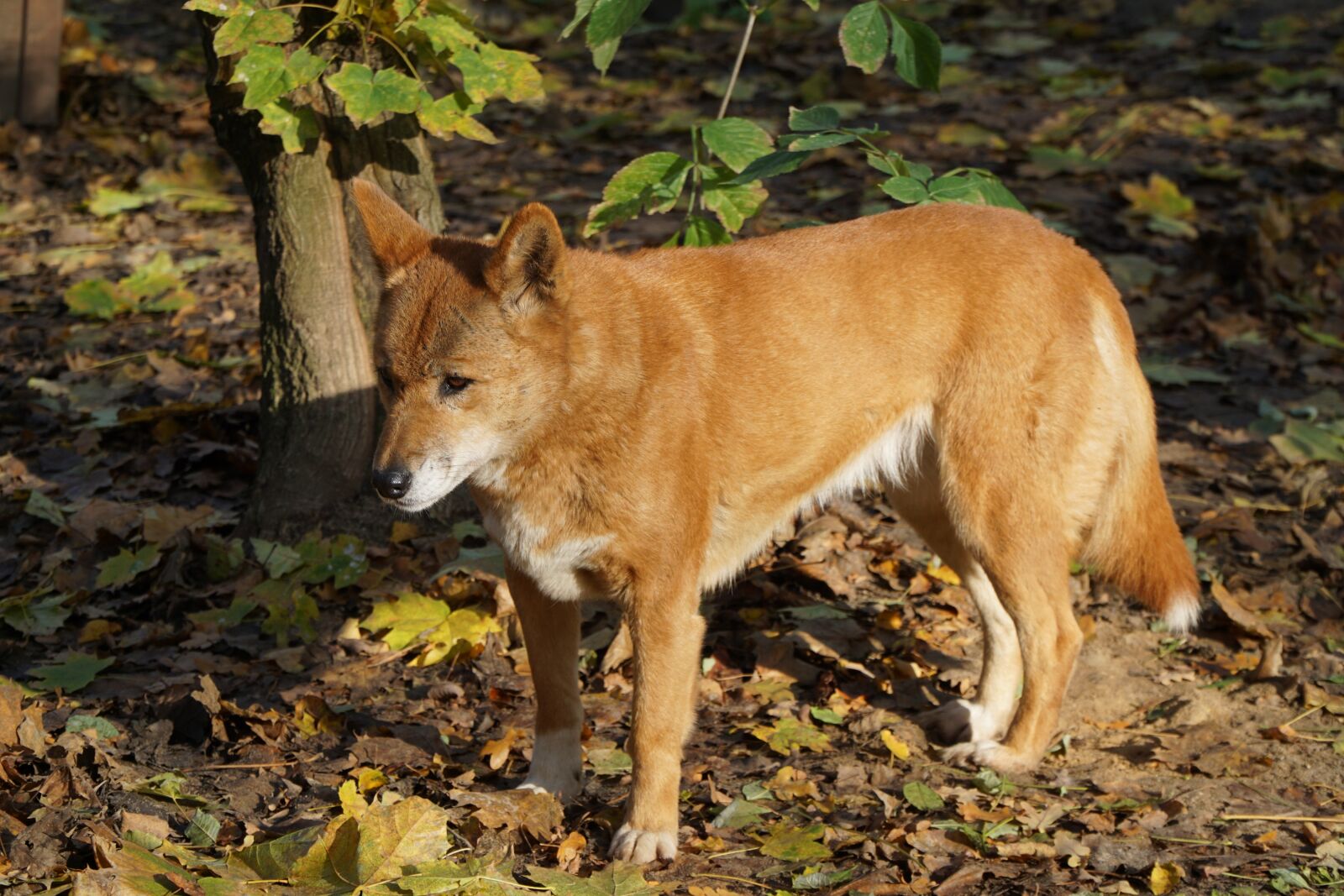 Sony a6000 sample photo. Dingo, dog, fur photography
