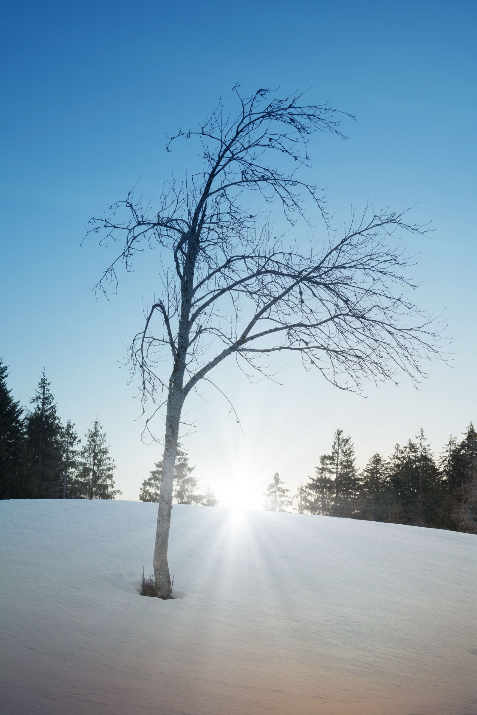 Nikon D7100 sample photo. Nature, snow, tree photography