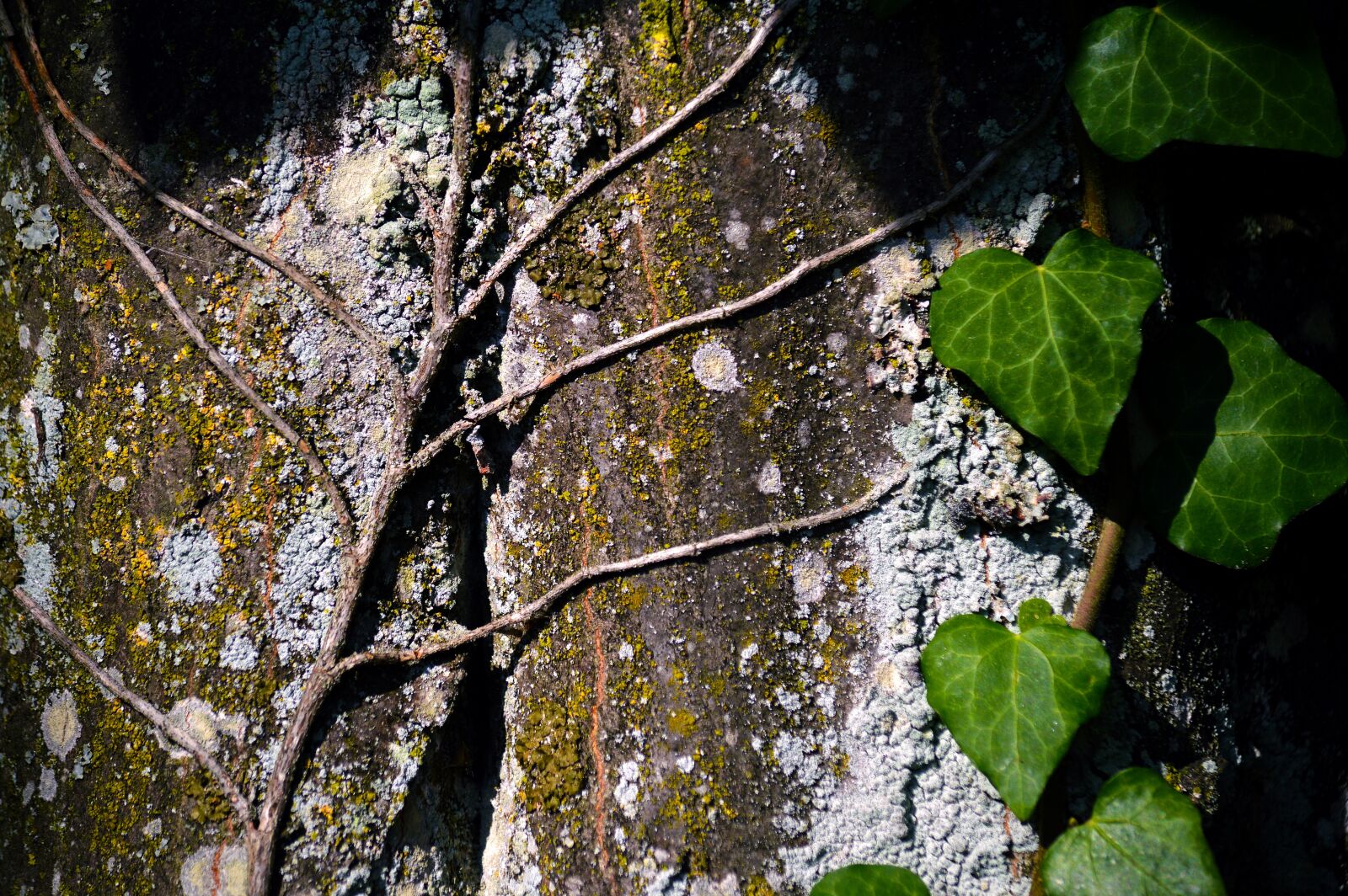 Nikon D3200 sample photo. Tree, leaves, overgrown photography