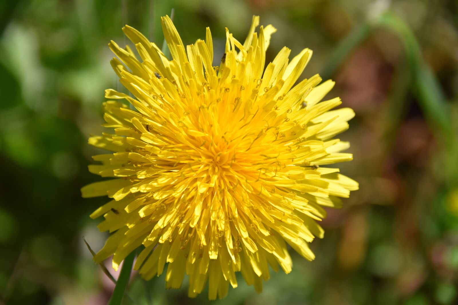 Nikon D5600 sample photo. Flower, dandelion, flower meadows photography