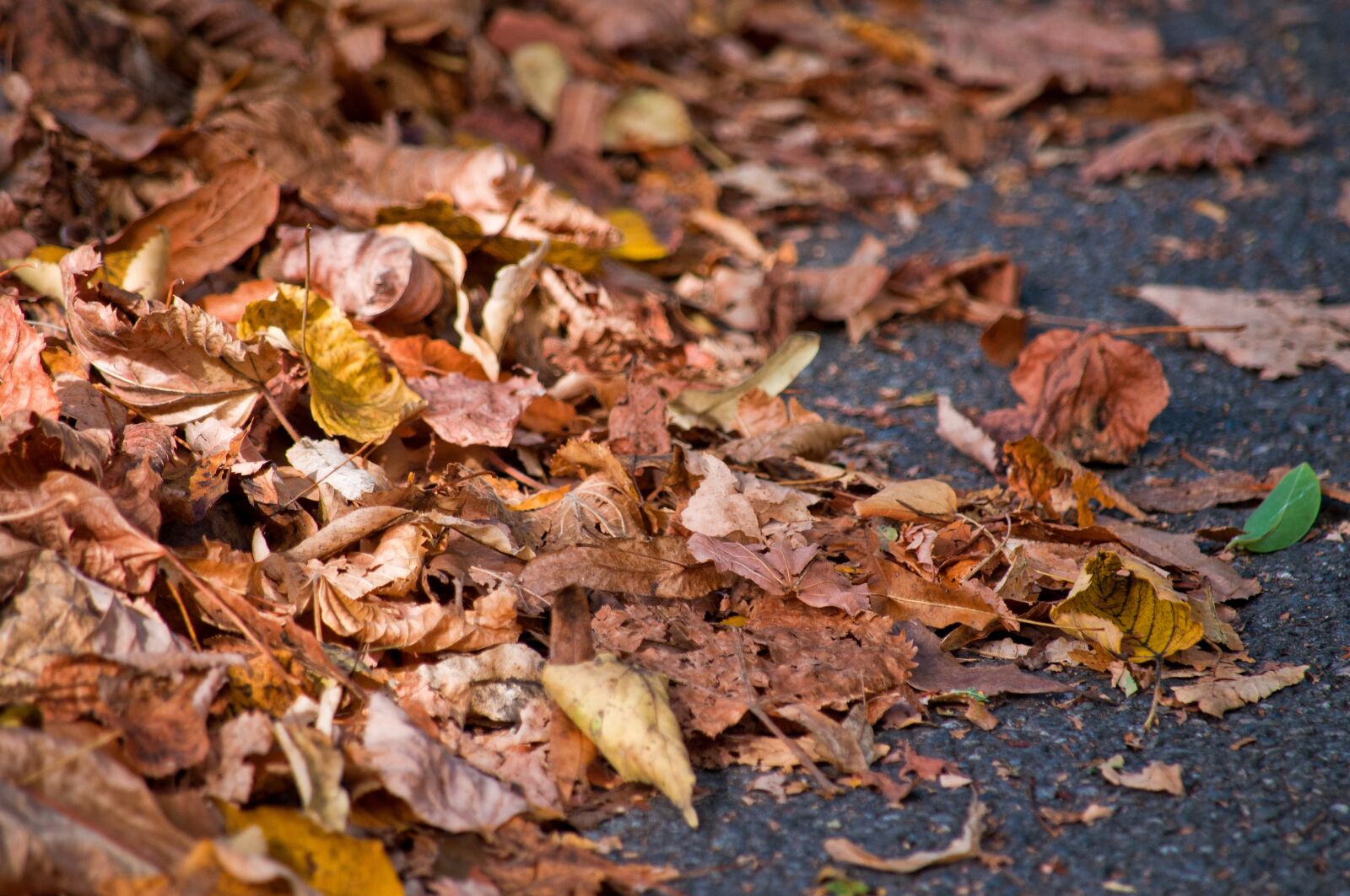 Nikon D90 sample photo. Leaves, road, sidewalk photography