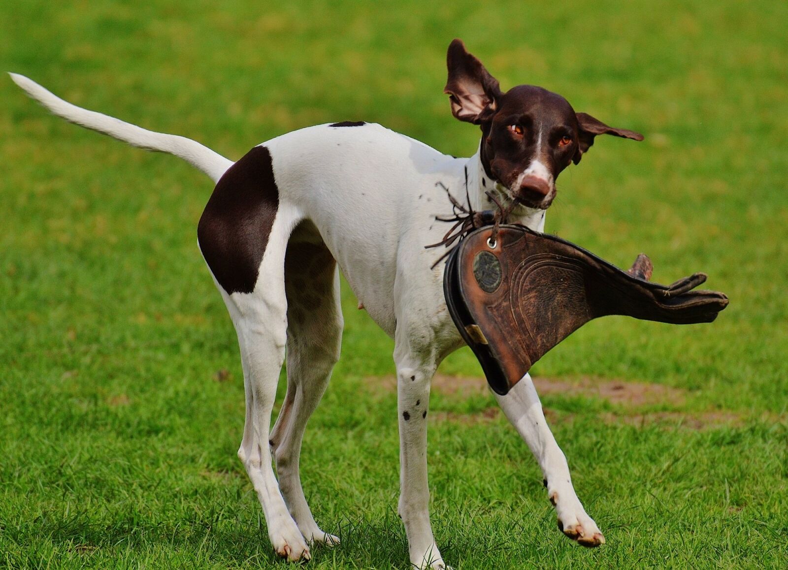 Nikon D3200 sample photo. Dog, wildpark poing, play photography