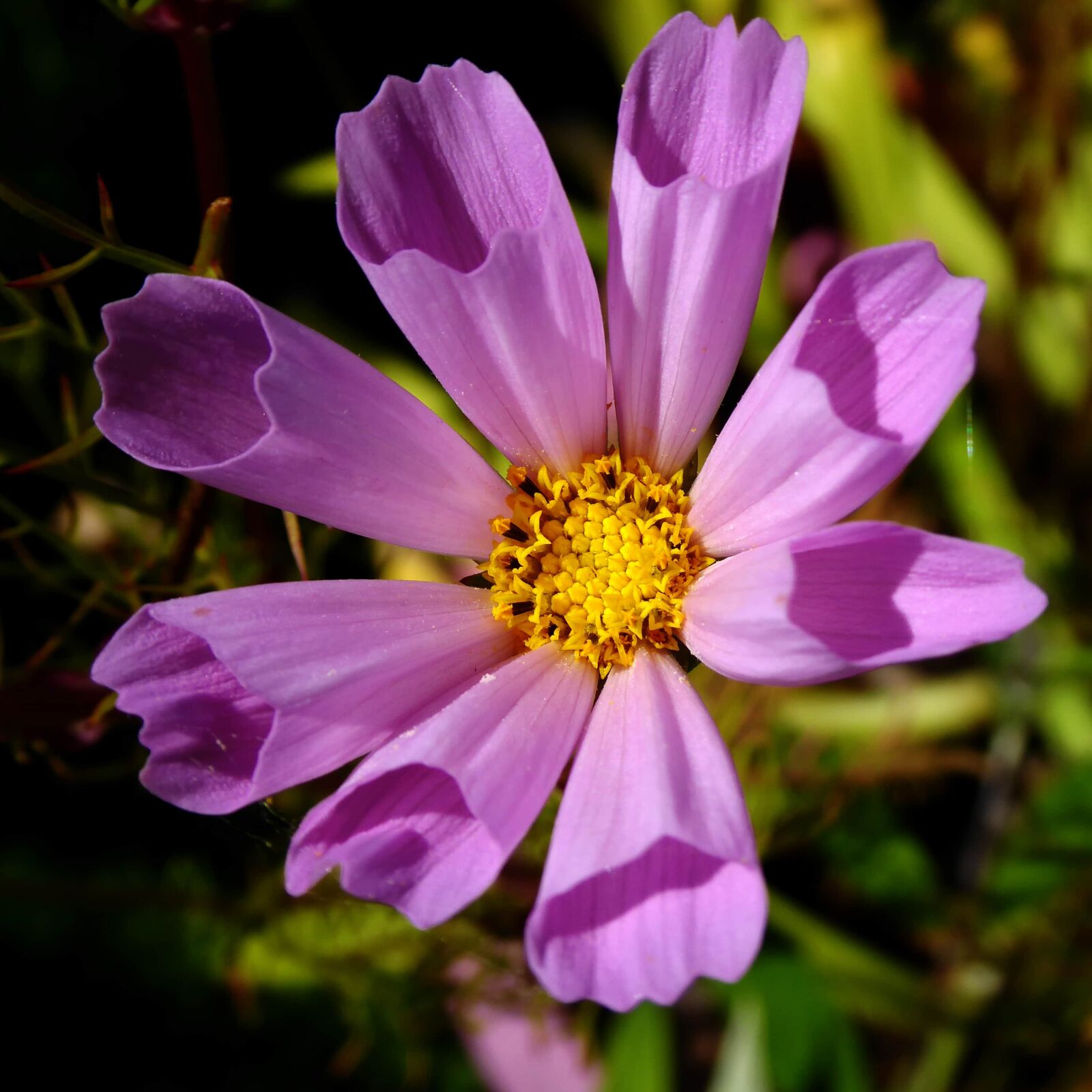 Panasonic Lumix DMC-ZS50 (Lumix DMC-TZ70) sample photo. Beautiful photo, details, exotic photography