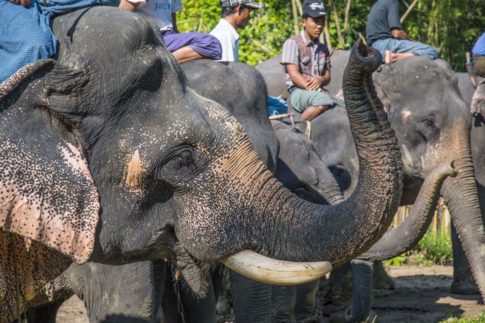 Nikon D5500 sample photo. Elephant, asia, asian photography