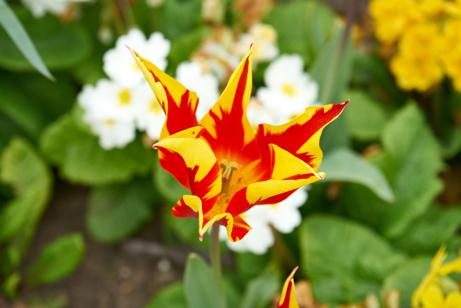 Sony FE 28-70mm F3.5-5.6 OSS sample photo. Tulip, flower, spring photography