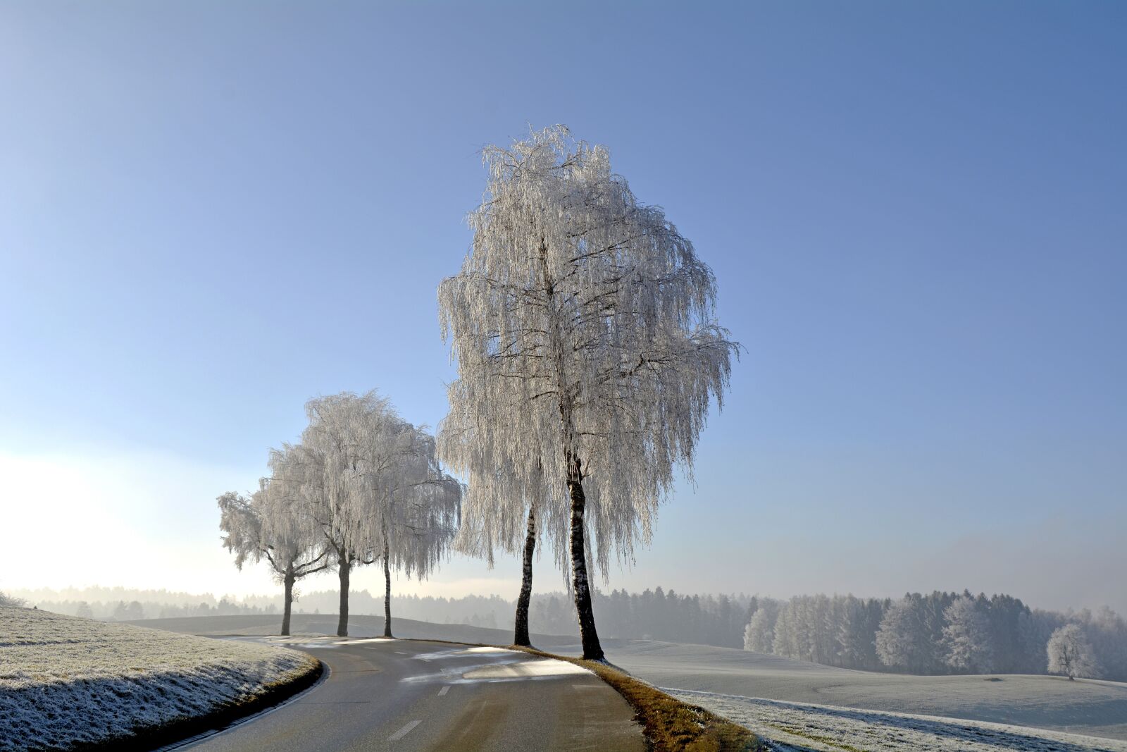 Nikon D7100 sample photo. Wintry, winter, trees photography