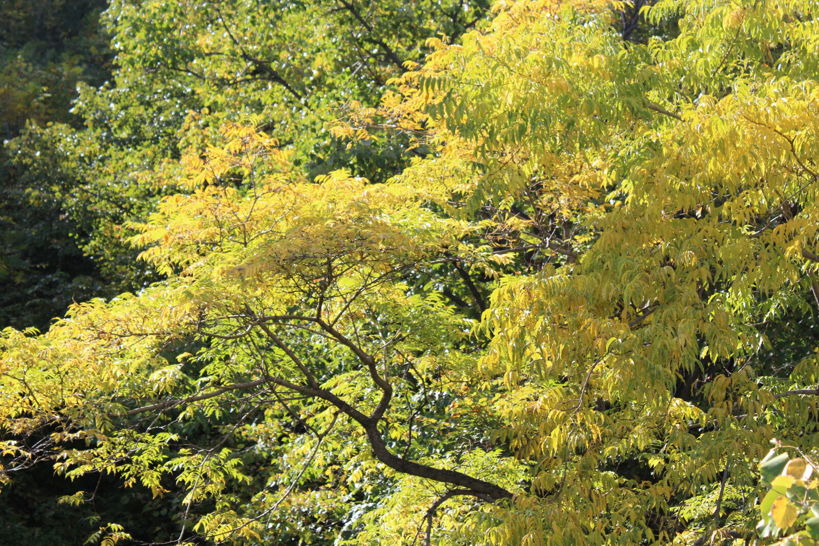 Canon EOS 600D (Rebel EOS T3i / EOS Kiss X5) sample photo. Autumn, fall, yellow photography