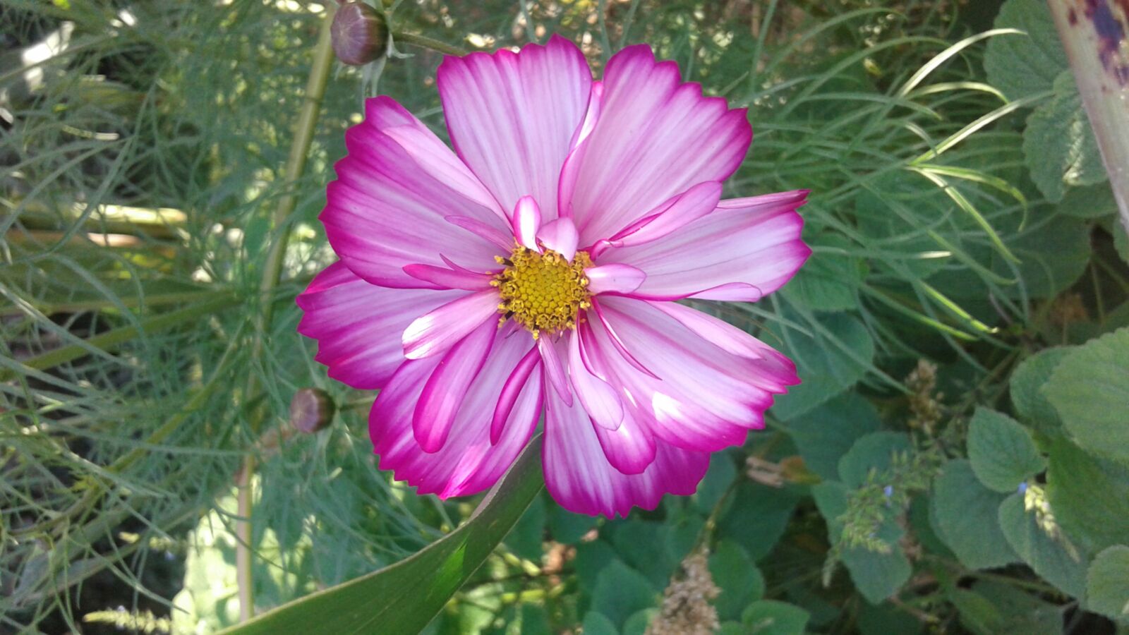 Samsung Galaxy J1 sample photo. Flower, pink, white photography