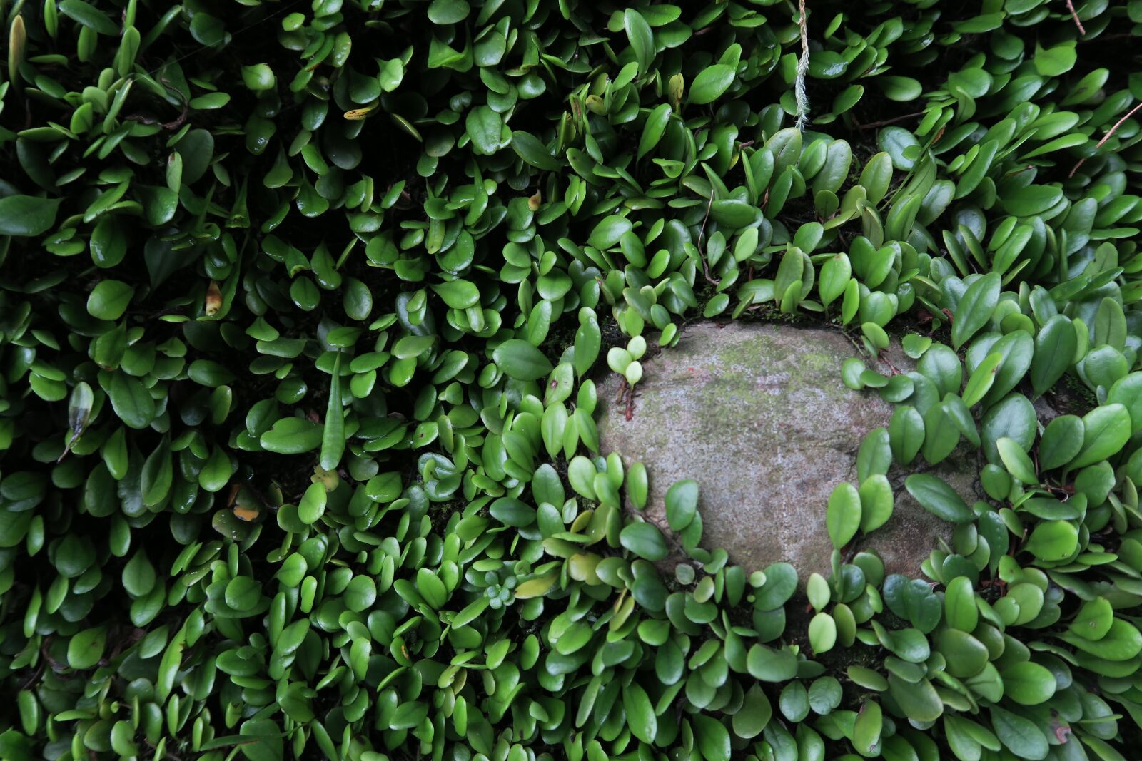 Canon PowerShot G7 X sample photo. Plant, nature, leaf photography