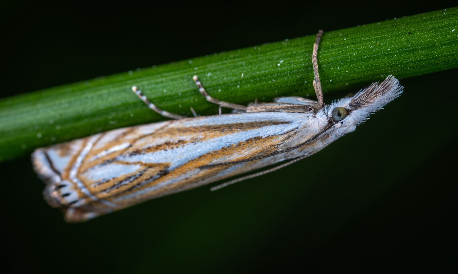 Sony a7R II sample photo. Insect, bespozvonochnoe, lepidoptera photography