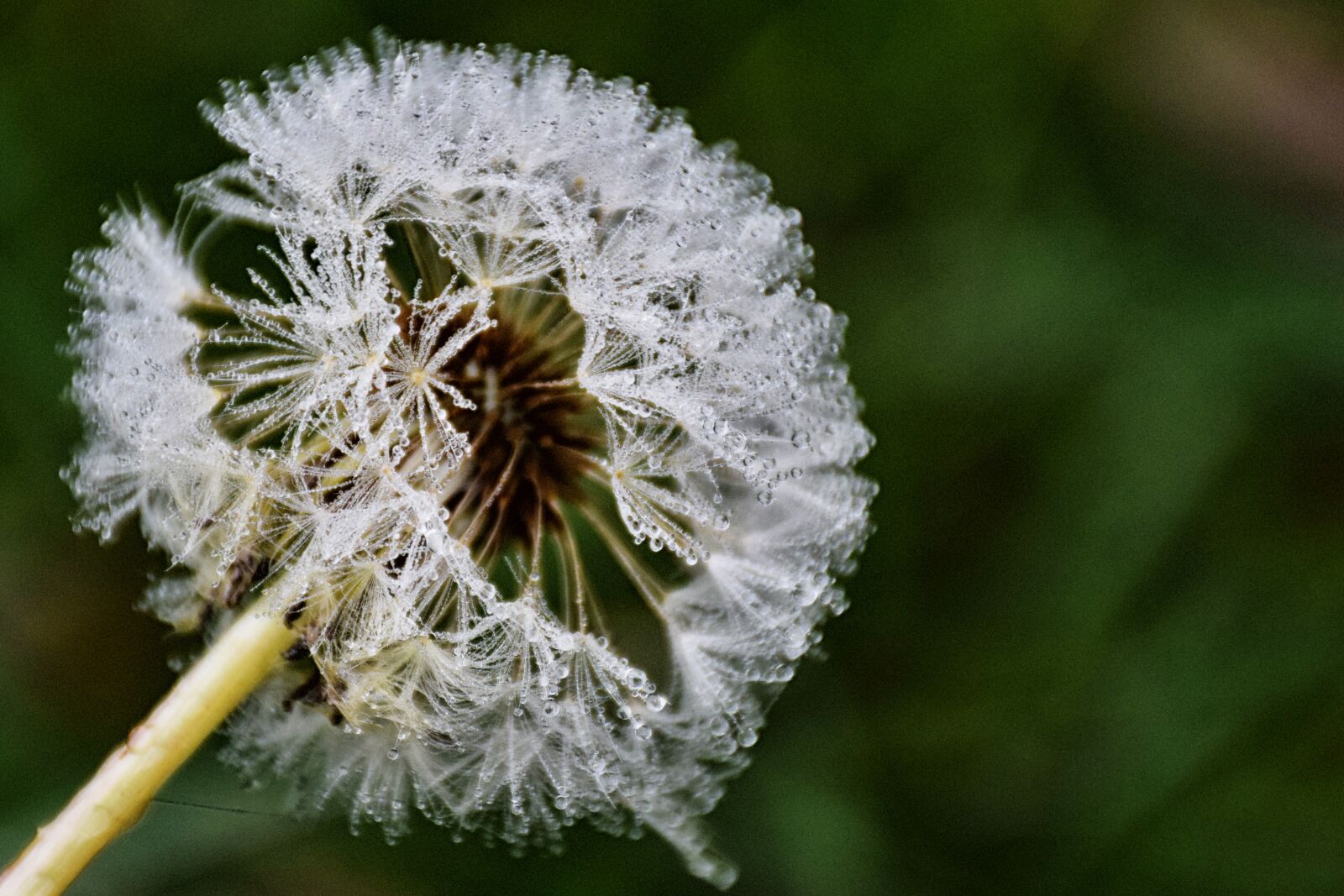 Nikon D5300 sample photo. Dew, lace, plant photography
