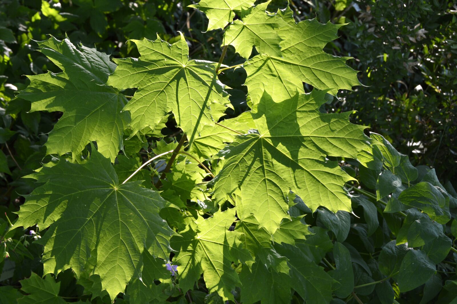 Nikon D7100 sample photo. Vine leaves, plant, leaf photography