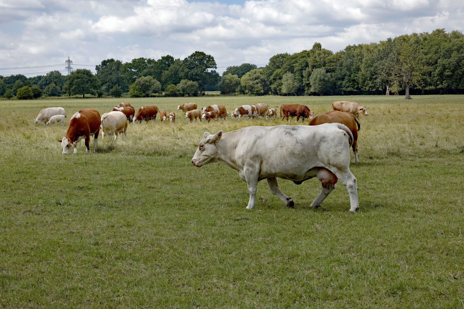 Vario-Elmar TL 1:3.5-5.6 / 18-56 ASPH. sample photo. Cow, cows, white cow photography
