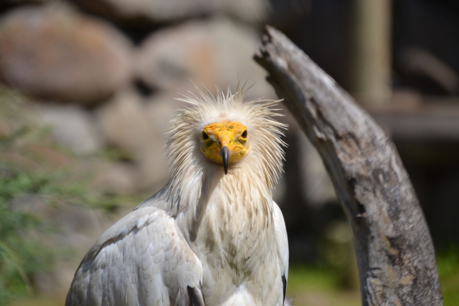 Nikon D3100 sample photo. Egyptian vulture, vulture, bird photography