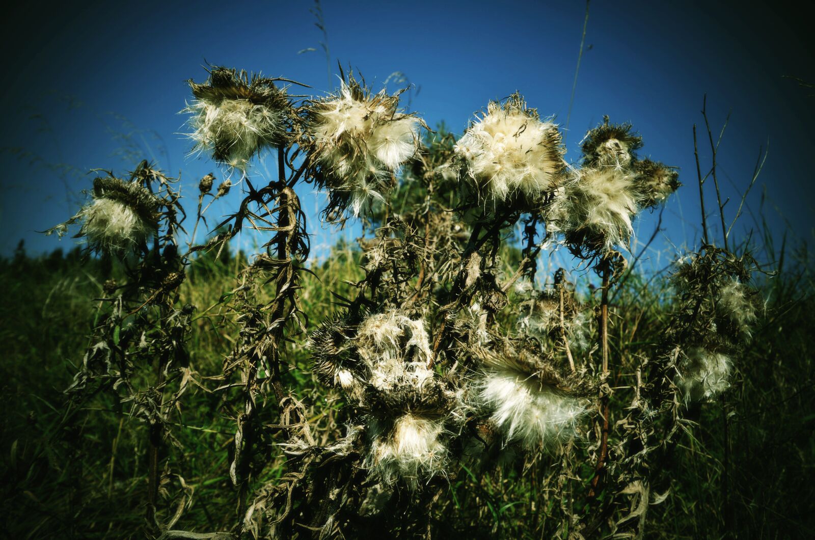 Nikon D5100 sample photo. Diestel, nature, summer photography