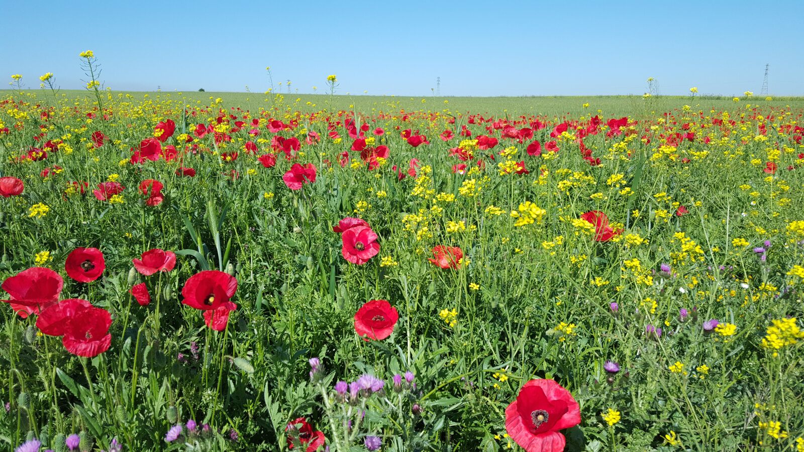 Samsung Galaxy S6 sample photo. Poppy, field, nature photography