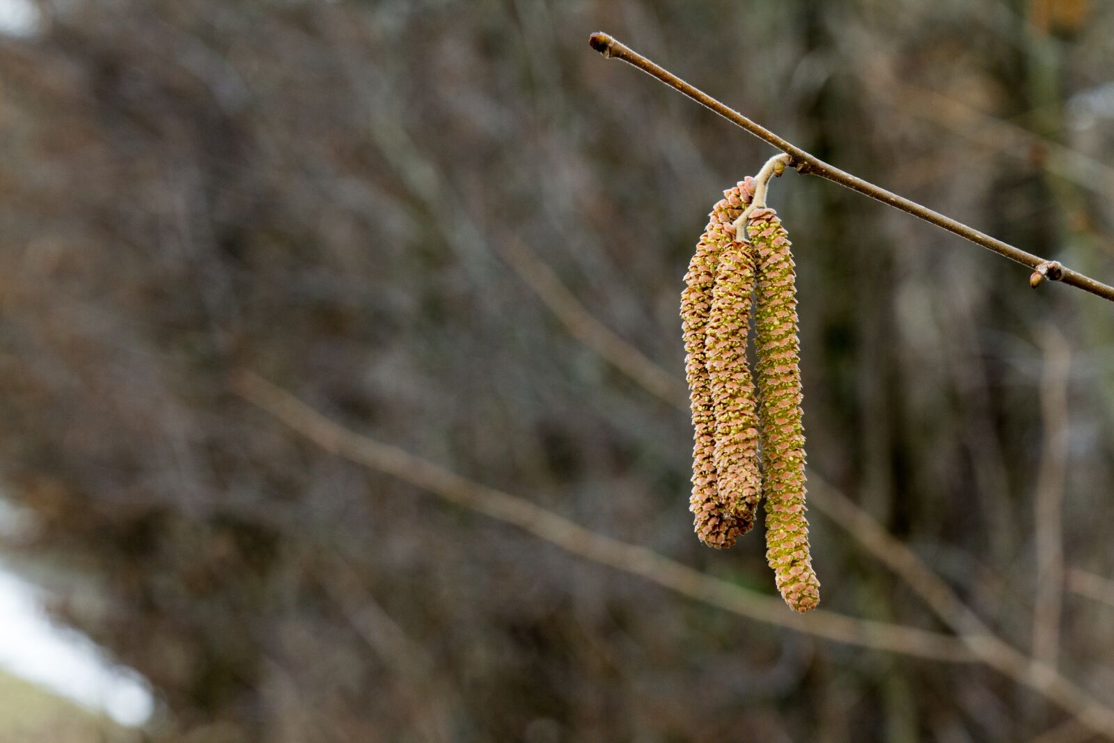 Canon EOS 60D sample photo. Nature, tree, plant photography