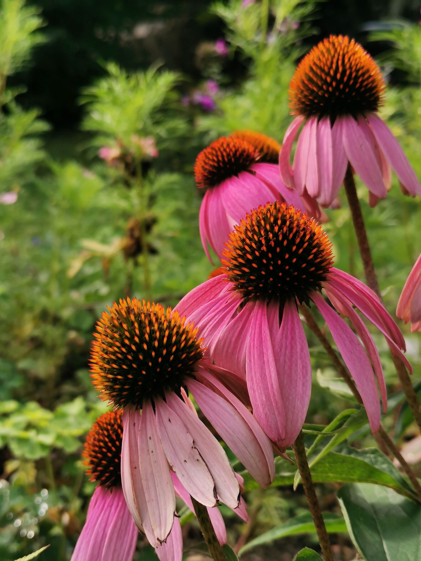 HUAWEI P30 sample photo. Echinacea, flower, healing plant photography
