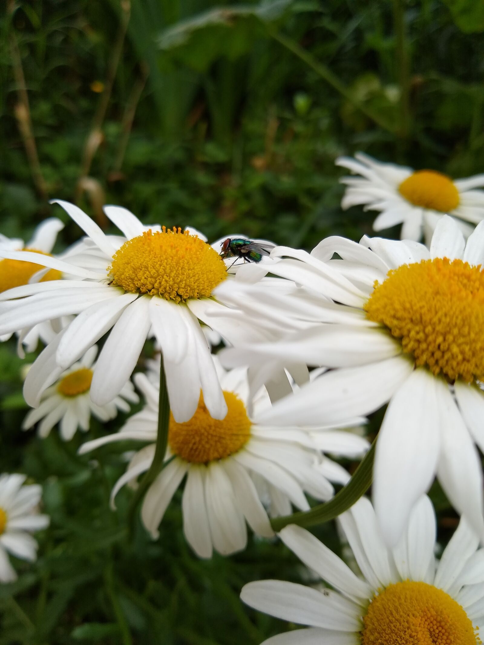 Motorola moto g(8) plus sample photo. White, margaretka, flower photography