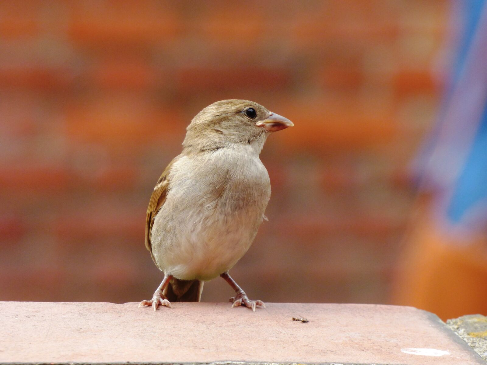 Panasonic DMC-FZ72 sample photo. Birds, wild, nature photography