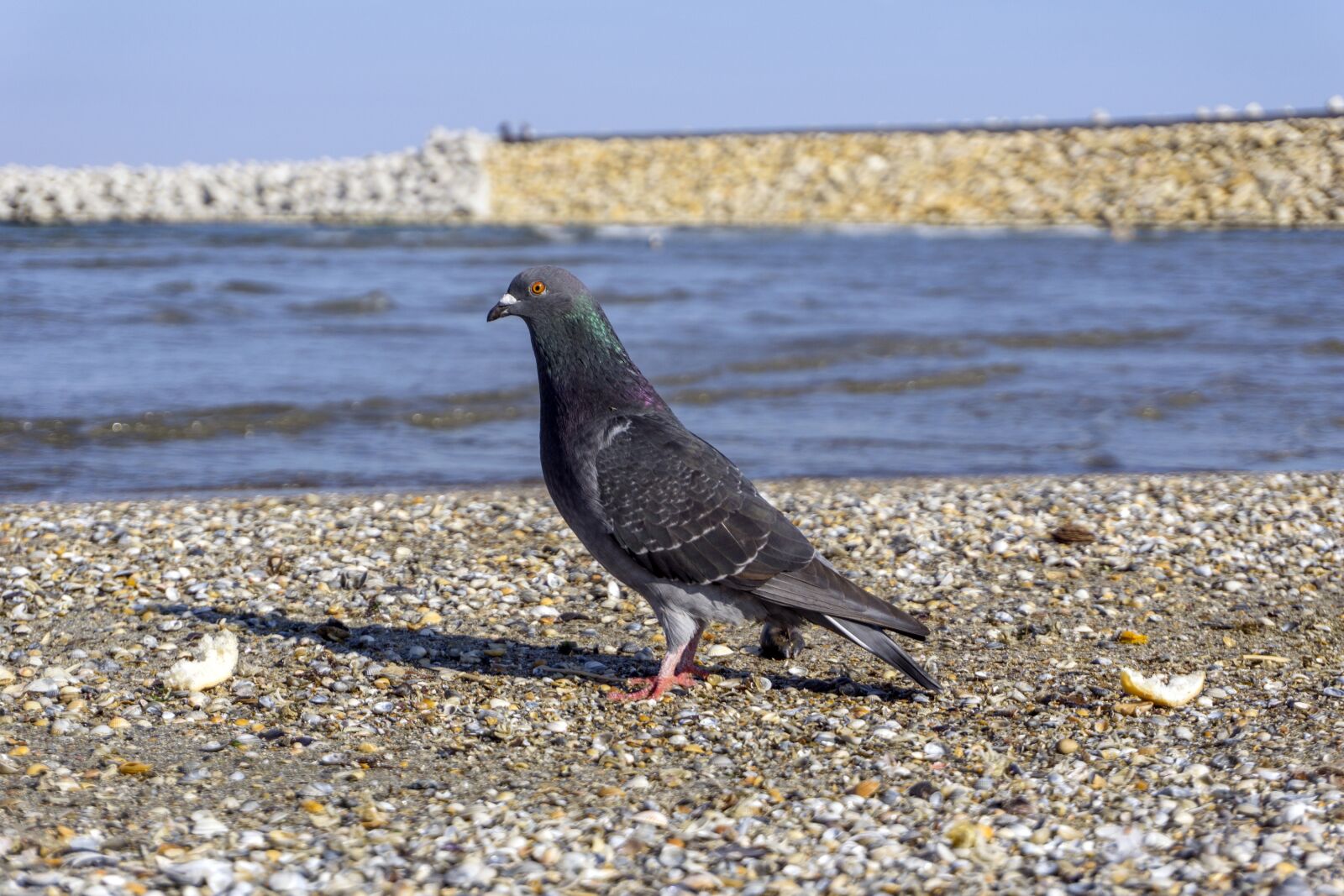 Sony a6000 sample photo. Pigeon, great, water photography